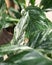 Detail of a rare houseplant Spathiphyllum variegata