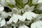 Detail of a rare white form of pyramidal orchid flowers - Anacamptis pyramidalis