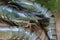 Detail of raw black tiger prawns on rustic paper, close up shot