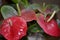 Detail of red anthurium flowers