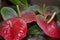 Detail of red anthurium flowers