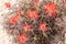 Detail of red desert wildflowers in Utah