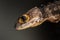 Detail of a red eyed crocodile skink