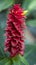 Detail of the red flower of the Costus barbatus plant