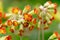 Detail of a Red flowered Primula Veris or Cowslip