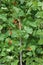 detail of the red flowers of the bean plants in the vegetable ga