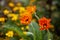 Detail of red flowers on blured background