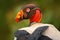 Detail red head portrait of King vulture, Costa Rica, large bird found in South America. Flying bird, forest in the background. Wi