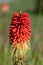 Detail of a Red Hot Poker plant