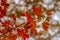 Detail of a red liquidambar leafs sweetgum tree with blurred background - autumnal background
