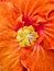 Detail of Red and Orange Hibiscus Flower in Garden