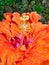 Detail of Red and Orange Hibiscus Flower in Garden