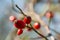 Detail of red ripe rosehips