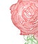 Detail of red rose illustration