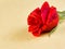 Detail of red rose on parchment paper background with space for text