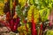 Detail of red swiss chard leaves in garden