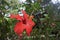Detail of red thespesia grandiflora maga in a botanical garden