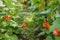 Detail of red and white flowers of kidney bean Phaseolus coccineus blooming on green plants in homemade garden.