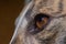 Detail of rich brown iris of greyhounds eye shown. Anatomy visible