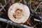 Detail of the rings of a sawed tree trunk