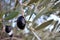 Detail of ripe black olives, ready for the harvest and production of quality olive oil