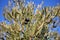 Detail of ripe black olives, ready for the harvest and production of quality olive oil