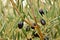 Detail of ripe black olives, ready for the harvest and production of quality olive oil