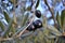 Detail of ripe black olives, ready for the harvest and production of quality olive oil