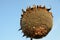 Detail of ripe and dried sunflowers