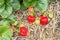 Detail of ripe and unripe strawberries in organic garden