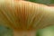 Detail of Ripples in Underside of Mushroom