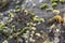 Detail of rocks on a coast. Texture of cliffs with a sea-shell c