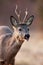 Detail of roe deer buck chewing in spring nature from close-up