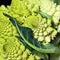 Detail of Romanesco broccoli, also known as Roman cauliflower