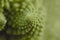 Detail of romanesco broccoli logarithmic spirals
