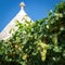 Detail of the roof of a typical trullo with grapevine in Alberobello Italy.