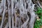 Detail of roots of big Banyan tree ingrown in brick wall in Puducherry, South India