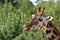 Detail of Rothschild\'s giraffe head, eating branch with open mou