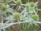 Detail of a round thistle flower