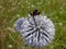 Detail of a round thistle flower