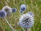 Detail of a round thistle flower