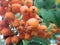 Detail of rowan berry tree fruit