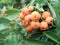 Detail of rowan berry tree fruit