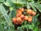 Detail of rowan berry tree fruit