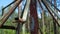 Detail of a rusty carousel in a pine forest