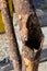 Detail of a rusty, corroded metal railing