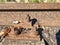 Detail of rusty screws and nut on old railroad track. Rotten tie