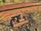 Detail of rusty screws and nut on old railroad. Wooden oiled tie