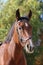 Detail of a saddle horse head closeup portrait in a landscape