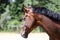 Detail of a saddle horse head closeup portrait in a landscape